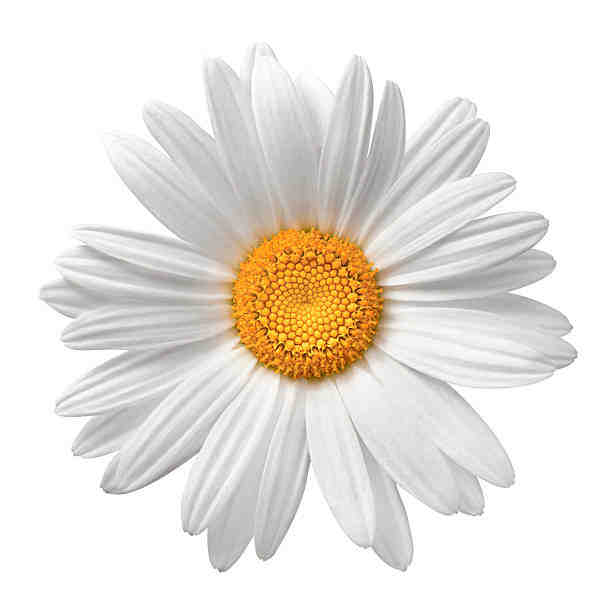 daisy, on, white, with