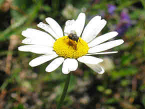 leucanthemum, crop