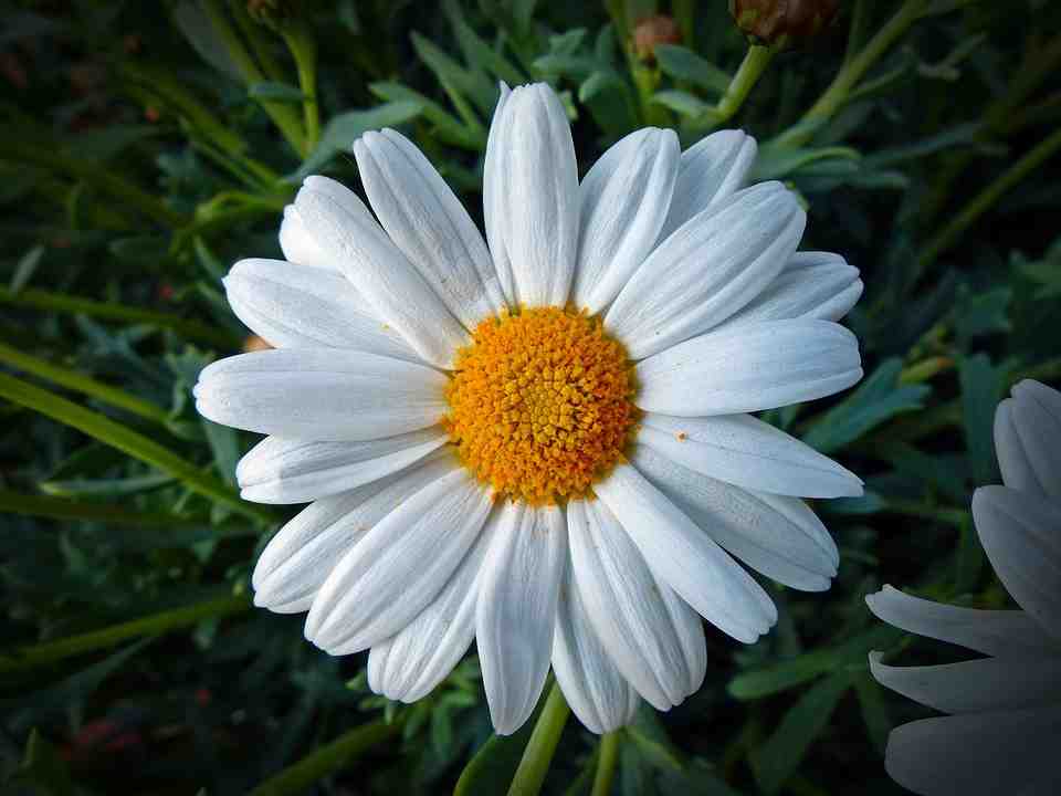 marguerite