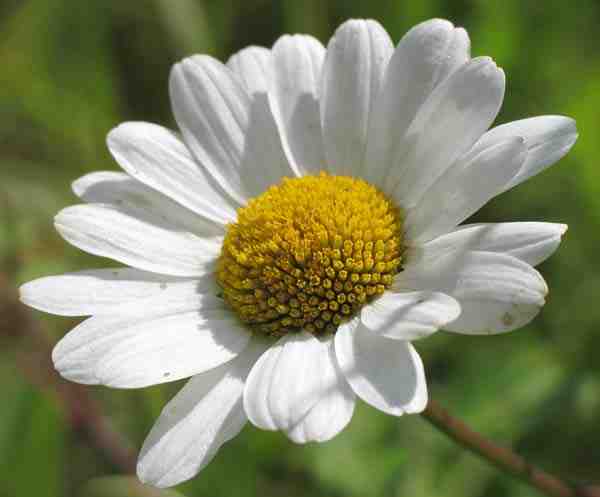 marguerite