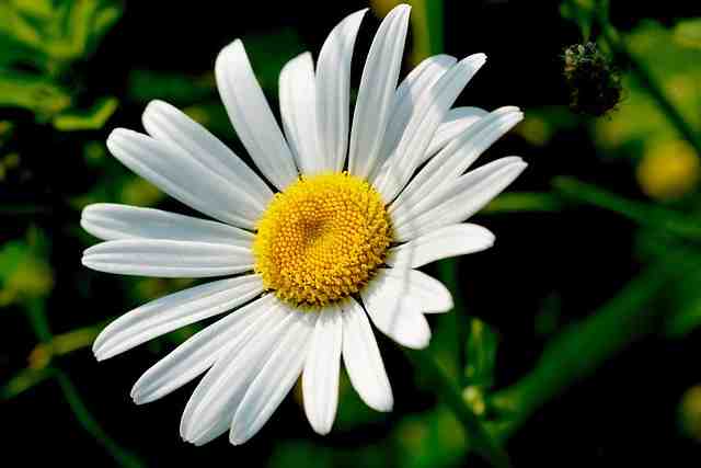 marguerite