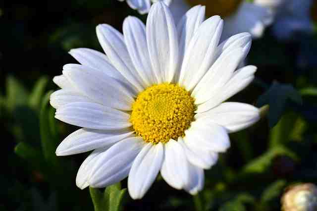 marguerite