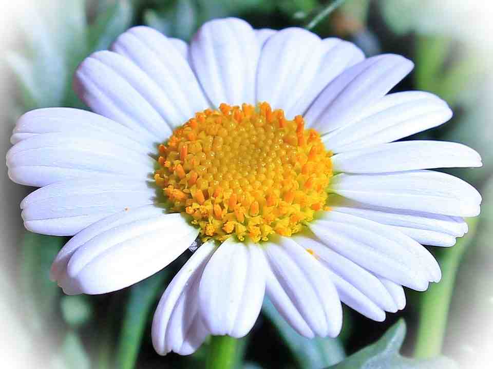 marguerite