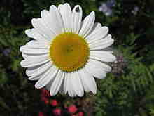 marguerite