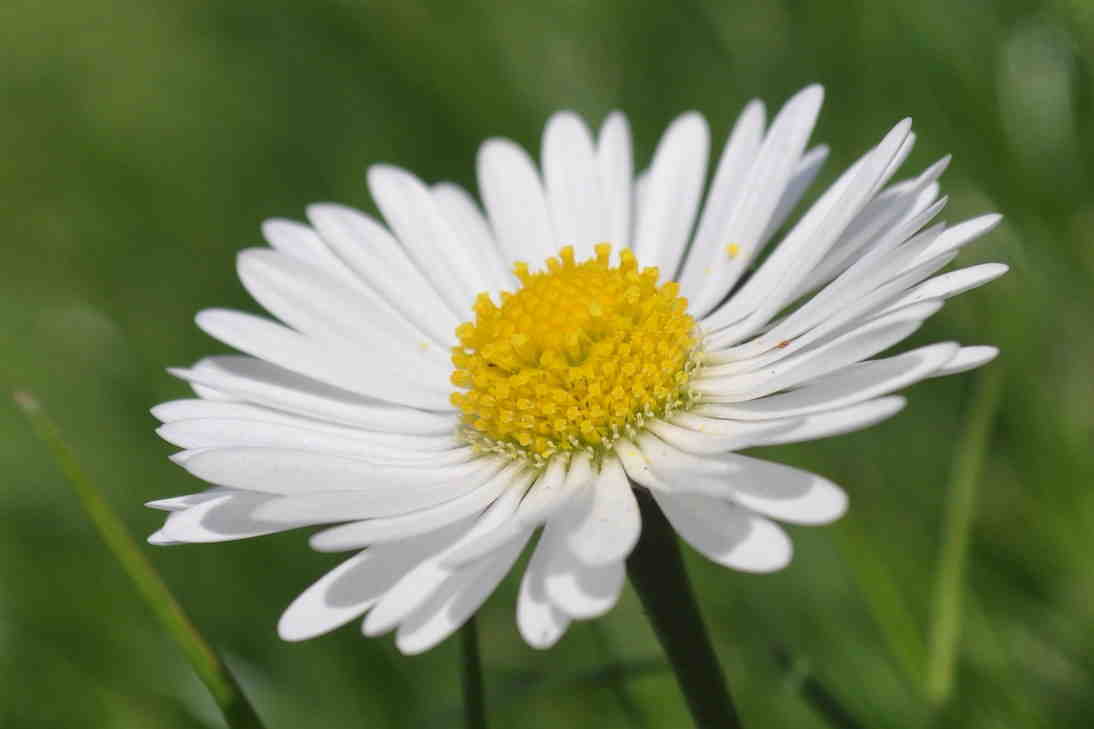 marguerite