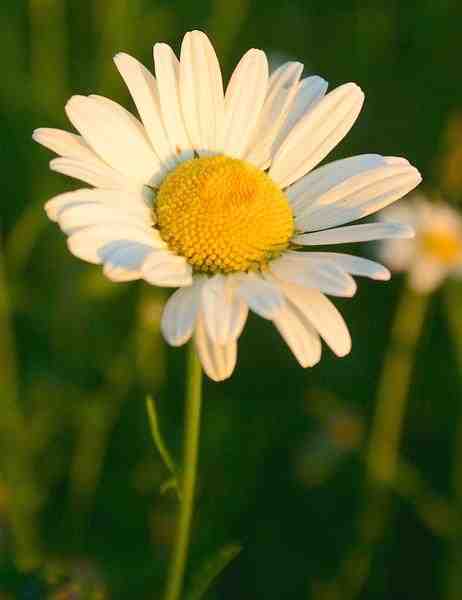 marguerite