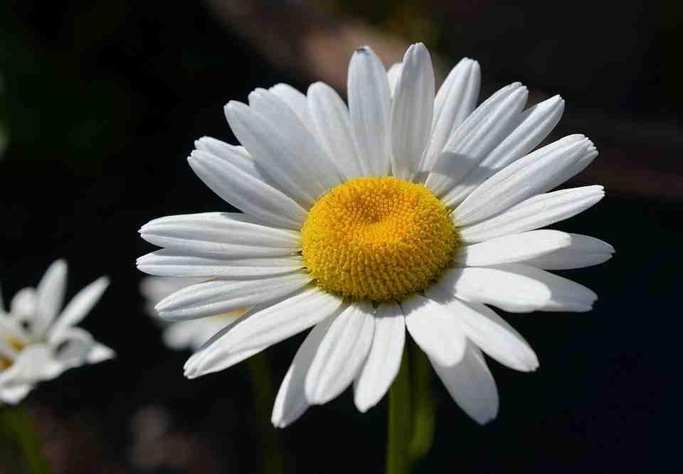 marguerite