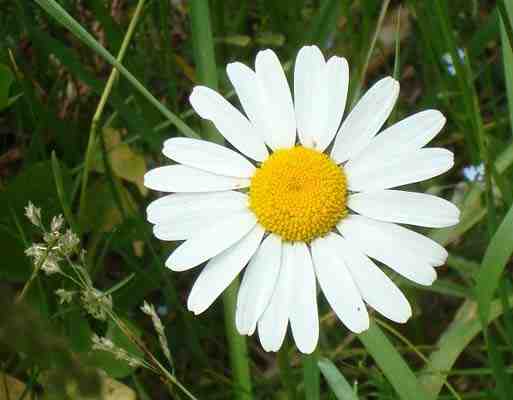 marguerite