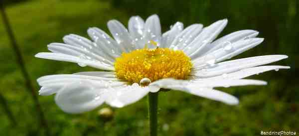 marguerite, daisy, fleurs, sauvages