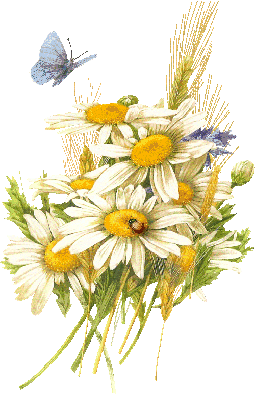 marguerite